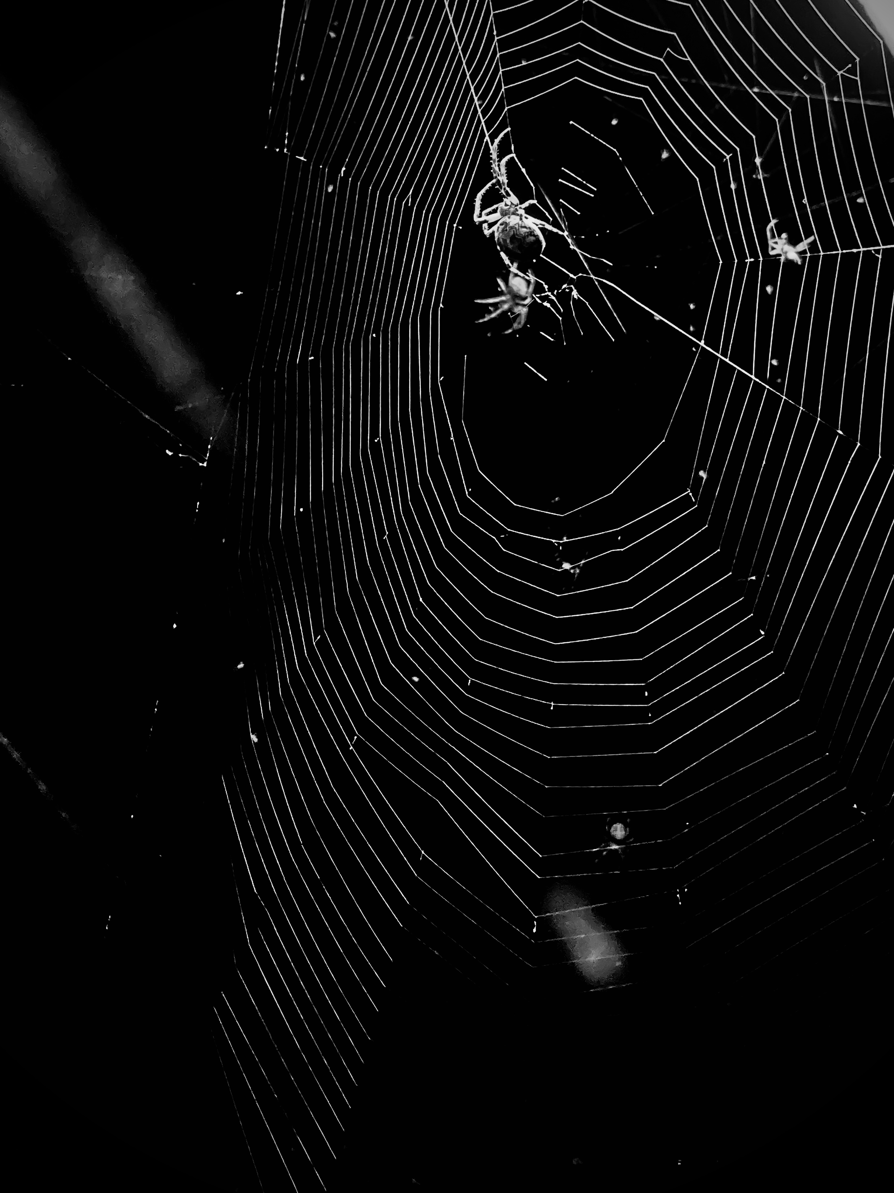Boris the Spider